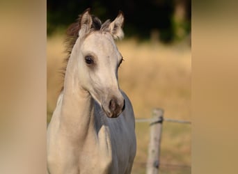 NRPS, Hengst, 5 Jaar, 147 cm, Buckskin