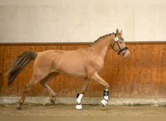 NRPS, Hengst, 4 Jaar, 146 cm, Champagne