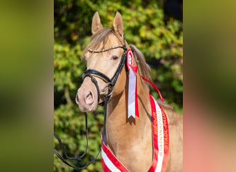 NRPS, Hengst, 4 Jaar, 146 cm, Champagne