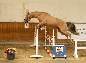 NRPS, Hengst, 4 Jaar, 146 cm, Champagne