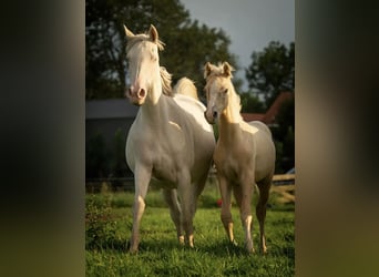 NRPS, Hengst, Fohlen (04/2023), 148 cm, Palomino