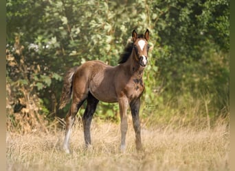 NRPS Mix, Hengst, Fohlen (06/2026), 160 cm, Rappe