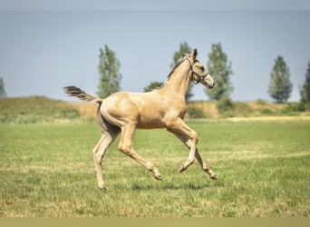 NRPS, Hengst, Fohlen (05/2026), 168 cm, Buckskin