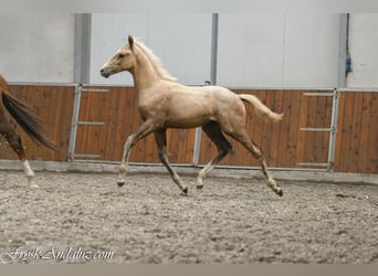 NRPS, Hengst, Fohlen (05/2026), 170 cm, Palomino