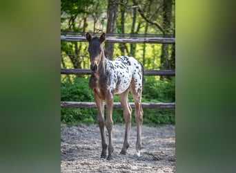NRPS, Hengst, , 165 cm, Appaloosa
