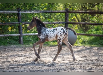 NRPS, Hengst, , 165 cm, Appaloosa