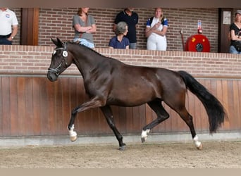 NRPS, Hengst, , 168 cm, Buckskin