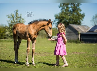 NRPS, Hengst, veulen (03/2024), 168 cm, Buckskin