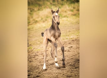 NRPS, Hengst, Veulen (03/2025), 168 cm, Buckskin
