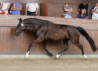 NRPS, Hengst, Veulen (03/2025), 168 cm, Buckskin