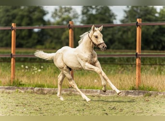NRPS, Hengst, veulen (06/2023), 175 cm, Palomino