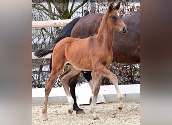 NRPS, Hengst, , Donkerbruin