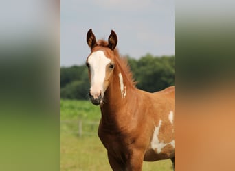 NRPS, Hengst, veulen (04/2024), Overo-alle-kleuren