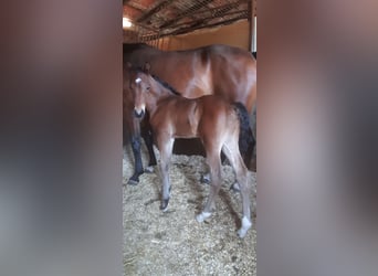 NRPS, Hingst, 1 år, 148 cm, Brun