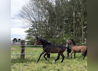 NRPS, Hingst, 1 år, Mörkbrun