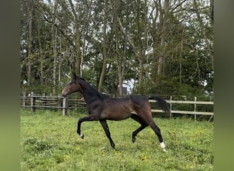 NRPS, Hingst, 1 år, Mörkbrun