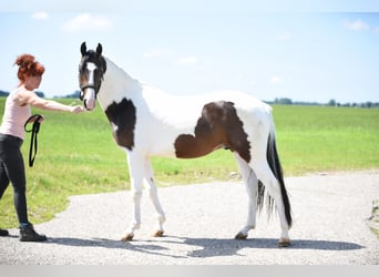 NRPS, Hengst, 2 Jahre, 162 cm, Schecke