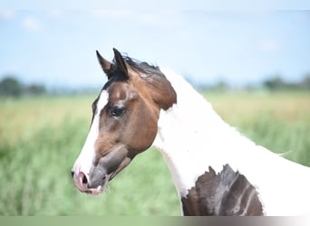 NRPS, Hengst, 2 Jahre, 162 cm, Schecke