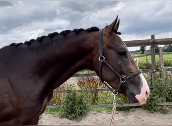 NRPS, Hingst, 3 år, 158 cm, Mörkbrun