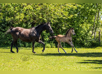 NRPS, Hingst, Föl (03/2024), 168 cm, Gulbrun