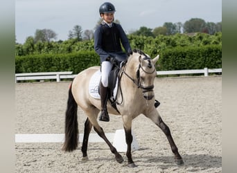 NRPS, Hingst, 5 år, 147 cm, Gulbrun