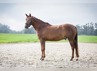 NRPS, Hongre, 10 Ans, 148 cm, Alezan