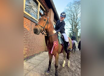 NRPS, Hongre, 10 Ans, 148 cm, Bai
