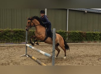 NRPS, Hongre, 12 Ans, 143 cm, Buckskin