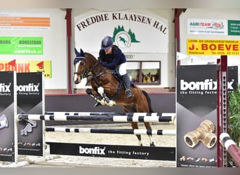 NRPS Croisé, Hongre, 12 Ans, 148 cm, Bai