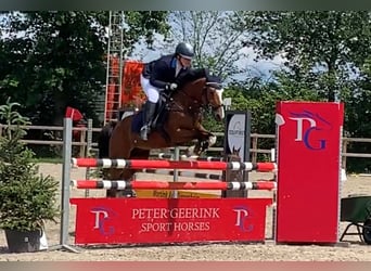 NRPS Croisé, Hongre, 12 Ans, 148 cm, Bai