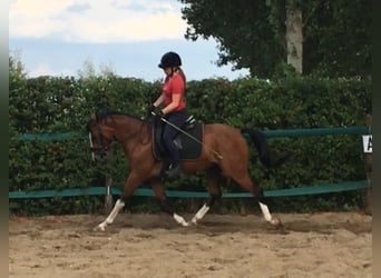NRPS Croisé, Hongre, 12 Ans, 148 cm, Bai