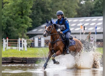 NRPS Croisé, Hongre, 12 Ans, 148 cm, Bai