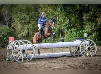 NRPS Croisé, Hongre, 12 Ans, 148 cm, Bai