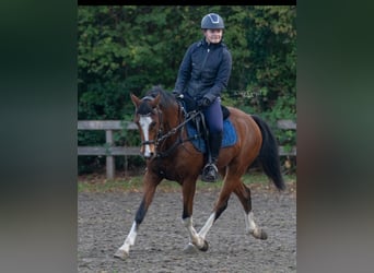 NRPS Croisé, Hongre, 12 Ans, 148 cm, Bai