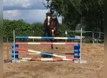 NRPS Croisé, Hongre, 12 Ans, 148 cm, Bai