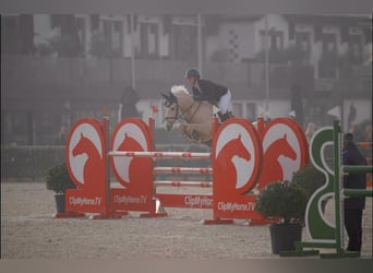 NRPS, Hongre, 12 Ans, 148 cm, Palomino