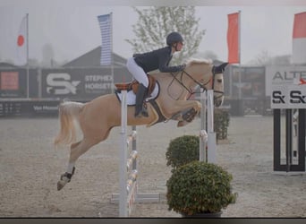 NRPS, Hongre, 12 Ans, 148 cm, Palomino