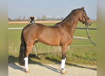 NRPS, Hongre, 13 Ans, 144 cm, Bai