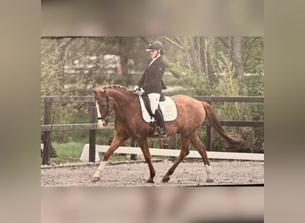 NRPS, Hongre, 14 Ans, 148 cm