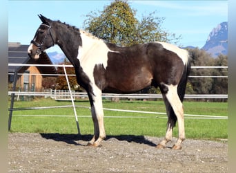 NRPS, Hongre, 14 Ans, 160 cm