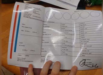 NRPS, Hongre, 14 Ans, 160 cm