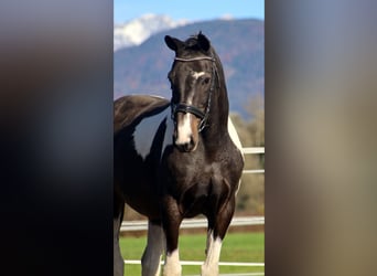 NRPS, Hongre, 14 Ans, 160 cm, Pinto