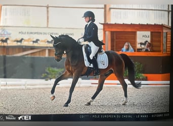 NRPS, Hongre, 17 Ans, 148 cm, Bai brun