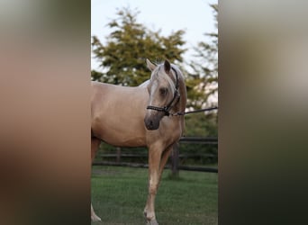 NRPS, Hongre, 2 Ans, 141 cm, Palomino