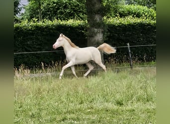NRPS, Hongre, 2 Ans, 150 cm, Perlino