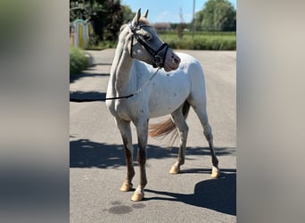 NRPS, Hongre, 3 Ans, 126 cm, Léopard