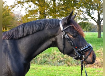 NRPS, Hongre, 3 Ans, 137 cm, Bai brun foncé