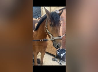 NRPS Croisé, Hongre, 3 Ans, 152 cm, Bai