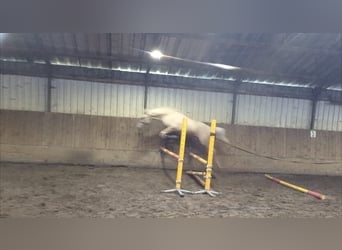NRPS, Hongre, 3 Ans, 154 cm, Palomino