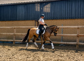 NRPS, Hongre, 4 Ans, 146 cm, Isabelle